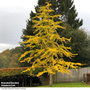 Ginkgo biloba (Mature Tree)