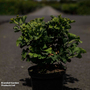 Ginkgo biloba 'Mariken'