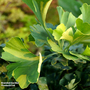 Ginkgo biloba 'Mariken'