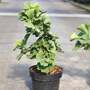 Ginkgo biloba 'Troll'