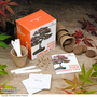Bonsai Acer Growing Kit