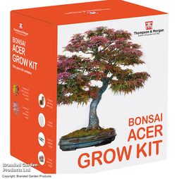 Bonsai Acer Seed Growing Kit - Gift