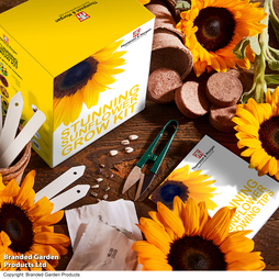 Stunning Sunflowers Seed Growing Kit - Gift