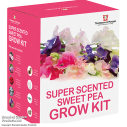 Super Scented Sweet Pea Seed Growing Kit - Gift