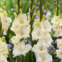 Gladioli 'Gladdies Amber'