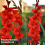 Gladiolus 'Brown Sugar'