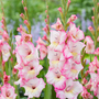 Gladioli 'Gladdies Emmy'