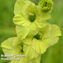 Gladiolus 'Green Star'