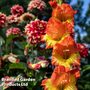Gladiolus 'Tutti Frutti Mix'