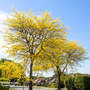 Gleditsia triacanthos 'Sunburst' (Mature Tree)