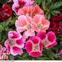 Clarkia 'Fruit Punch Mixed' - Seeds