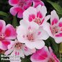 Clarkia 'Little Frills Mix' - Easy Grow Seed Range