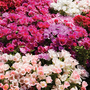 Godetia 'T&M Azalea Flowered Mixed' - Seeds