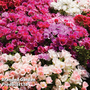 Godetia 'T&M Azalea Flowered Mixed' - Seeds