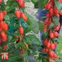 Goji Berry 'Big Lifeberry'