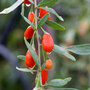 Goji Berry 'Sweet Lifeberry'