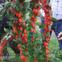 Goji Berry 'Big Lifeberry'