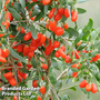 Goji Berry 'No.1 Lifeberry'