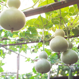 Gourd 'Bird House' - Seeds