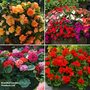 Garden Ready Favourites Collection