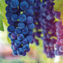 Grape 'Cabernet'
