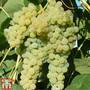 Grape 'Lakemont'