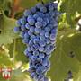 Grape 'Cabernet Franc'