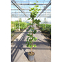 Grape 'Arkadia'