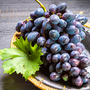 Grape (Vitis) 'Muscat Bleu'