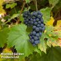 Grape (Vitis) 'Muscat Bleu'