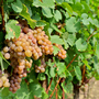 Grape 'Pinot Gris'