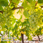 Grape 'Sauvignon' (White)
