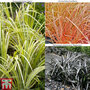 Grass Collection