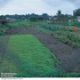 Green Manure - Seeds