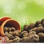 Garden Gear - Grow Media Clay Pebbles