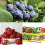 T&M Grow Your Own Bumper Pack