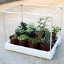 Mini Indoor Seedling Planter & Tray - Pot Plant Herb Garden Cactus Planting Box - Kitchen Windowsill Flower Grower