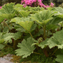 Gunnera manicata