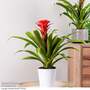 Guzmania 'Hope'