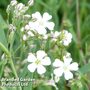 Gypsophila repens 'White'