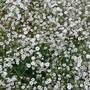 Gypsophila paniculata 'Double Snowflake'