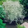 Gypsophila paniculata (Single White)