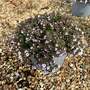 Acanthophyllum cerastioides 'Pretty Maid'