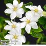 Gardenia jasminoides 'Kleim's Hardy'