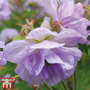 Geranium pratense 'Cloud Nine'