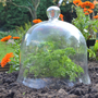 Glass Bell Cloche