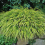 Hakonechloa macra 'Aureola'