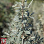 Halimodendron halodendron