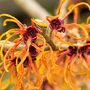 Hamamelis x intermedia 'Jelena'