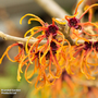 Hamamelis x intermedia 'Jelena'